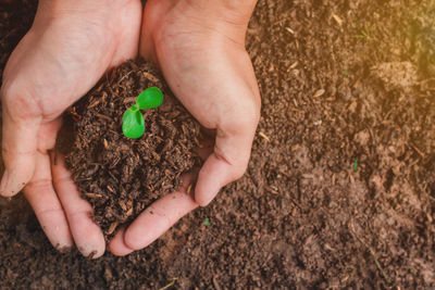 High angle view of person hand holding plant