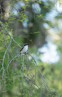 Loggerhead shrike bird lanius ludovicianus perches on a tree in fort myers, florida