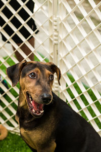 Close-up portrait of dog looking at camera