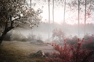 Trees in forest during winter