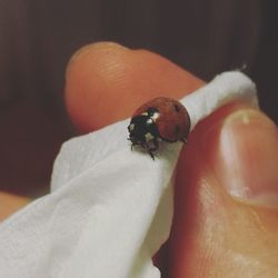 Close-up of ladybug on hand