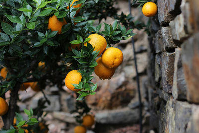 Orange tree after rain beside a stone wall