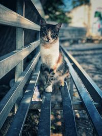 Portrait of cat sitting on metal