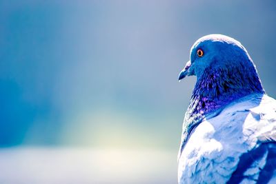 Close-up side view of a bird against blue sky