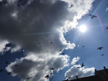 Low angle view of birds flying against sky