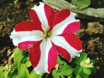 Close-up of red flower blooming outdoors