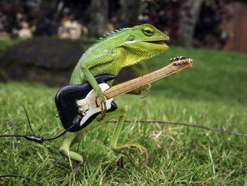Close-up of lizard playing guitar on grassy field