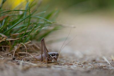 Close-up of grasshopper on grass