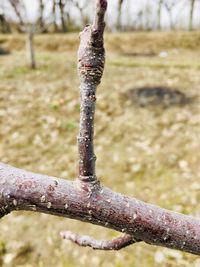 Close-up of rusty chain on tree trunk