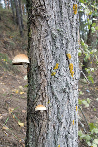 Close-up of mushroom growing on tree trunk