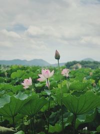 Close-up of pink lotus water lily blooming against sky