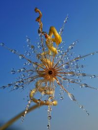 Low angle view of flowering plant against blue sky