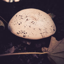 High angle view of mushrooms