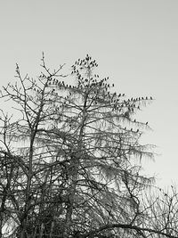 Low angle view of silhouette birds on tree against clear sky