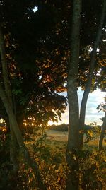 Trees growing on field