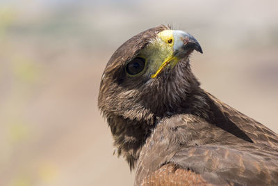 Close-up of bird