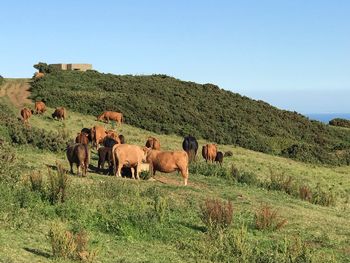 Horses grazing in a field