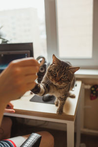 Cat looking through window