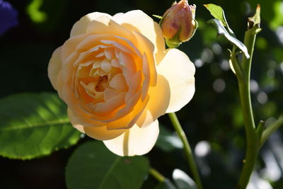 Close-up of yellow flower blooming outdoors