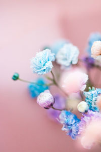 Close-up of purple flowering plant