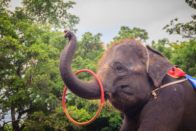 Close-up of elephant