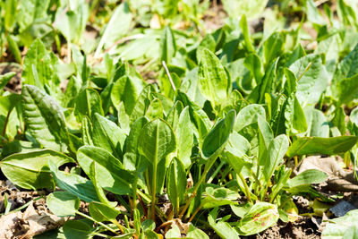 Green bay leaves in ground on bush nature background