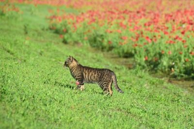 Side view of a cat on field