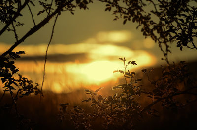 Close-up of plants against sunset