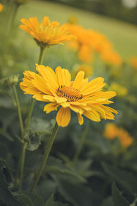 Close-up of butterfly pollinating on yellow flower