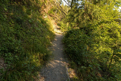 Footpath amidst trees in forest