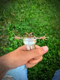 Cropped hand of man holding frog over grass