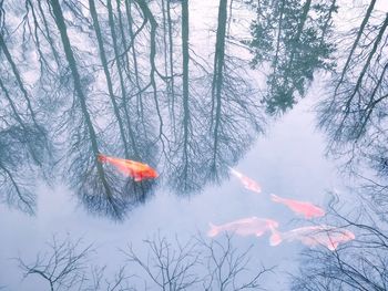 High angle view of fishes swimming in lake amidst bare trees