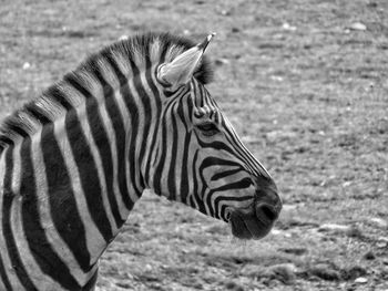 Close-up of zebra on sunny day