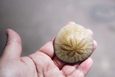 Close-up of hand holding sand dollar