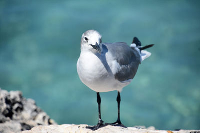 Fantastic close up of a laughing gull standing on lava rock on the coast.