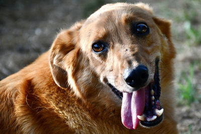 Close-up of dog, from a shelter