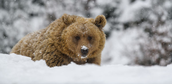 Close-up brown bear in winter forest. danger animal in nature habitat. big mammal. wildlife scene