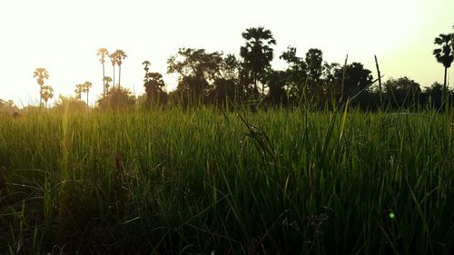 Crops growing on field against sky