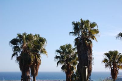Palm trees by sea against clear sky