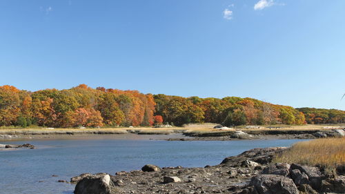 Scenic view of trees against clear blue sky