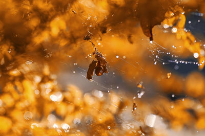 Close-up of spider on web