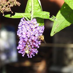 Close-up of purple flowers on plant