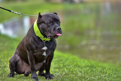 Dog looking away on field