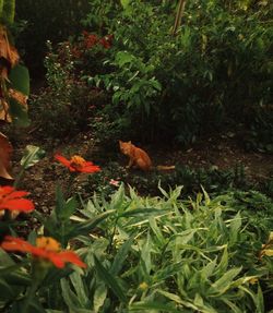 View of a reptile on a land