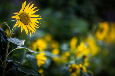 Close-up of yellow flowers blooming outdoors