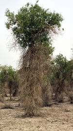 Trees on field against clear sky