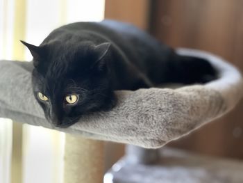 Close-up portrait of black cat at home