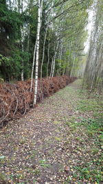 Trees in forest