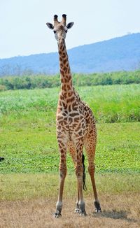 Giraffe in plain