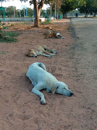 Dog lying on land